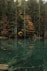 green trees beside body of water during daytime