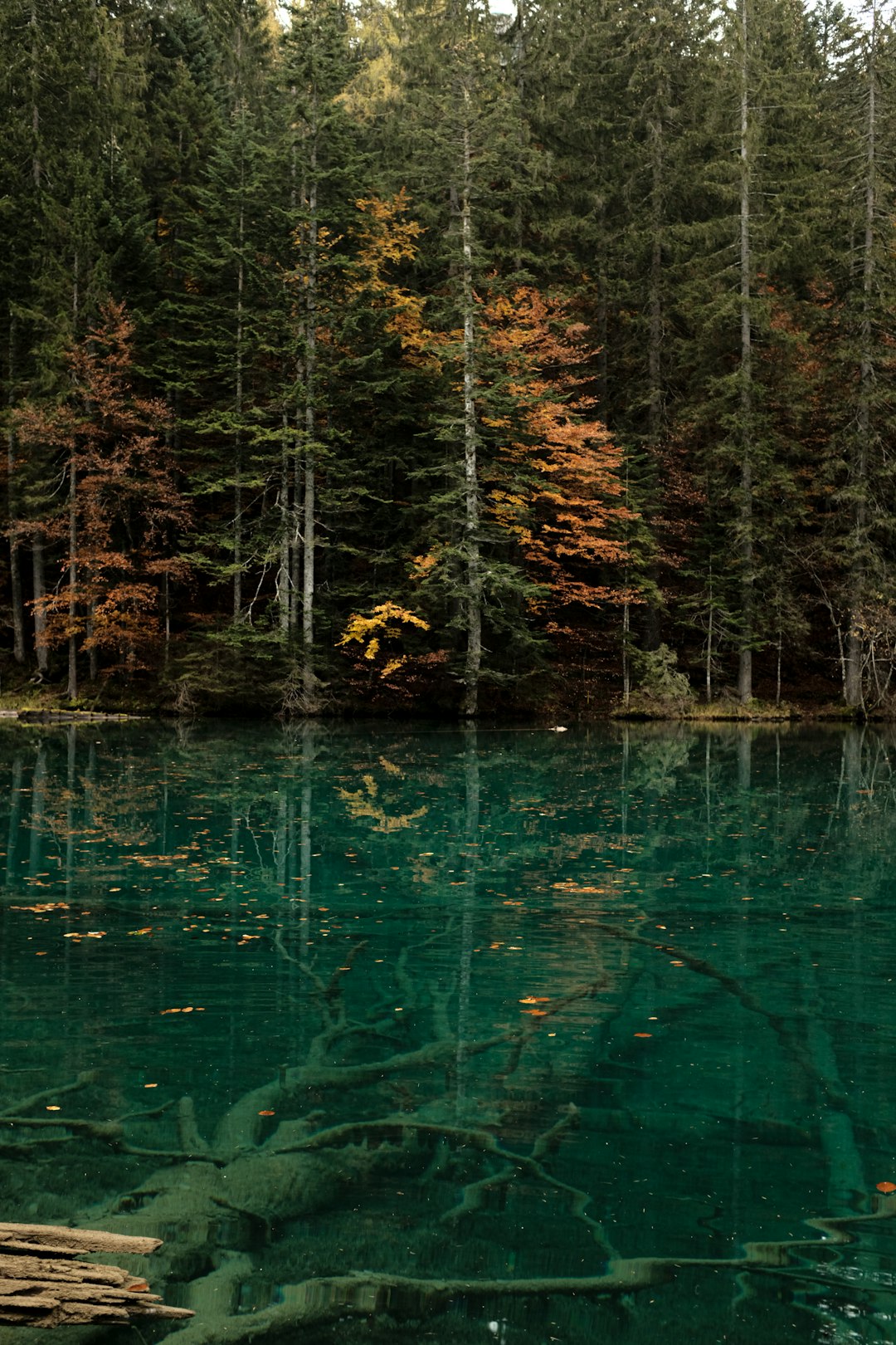 green trees beside body of water during daytime