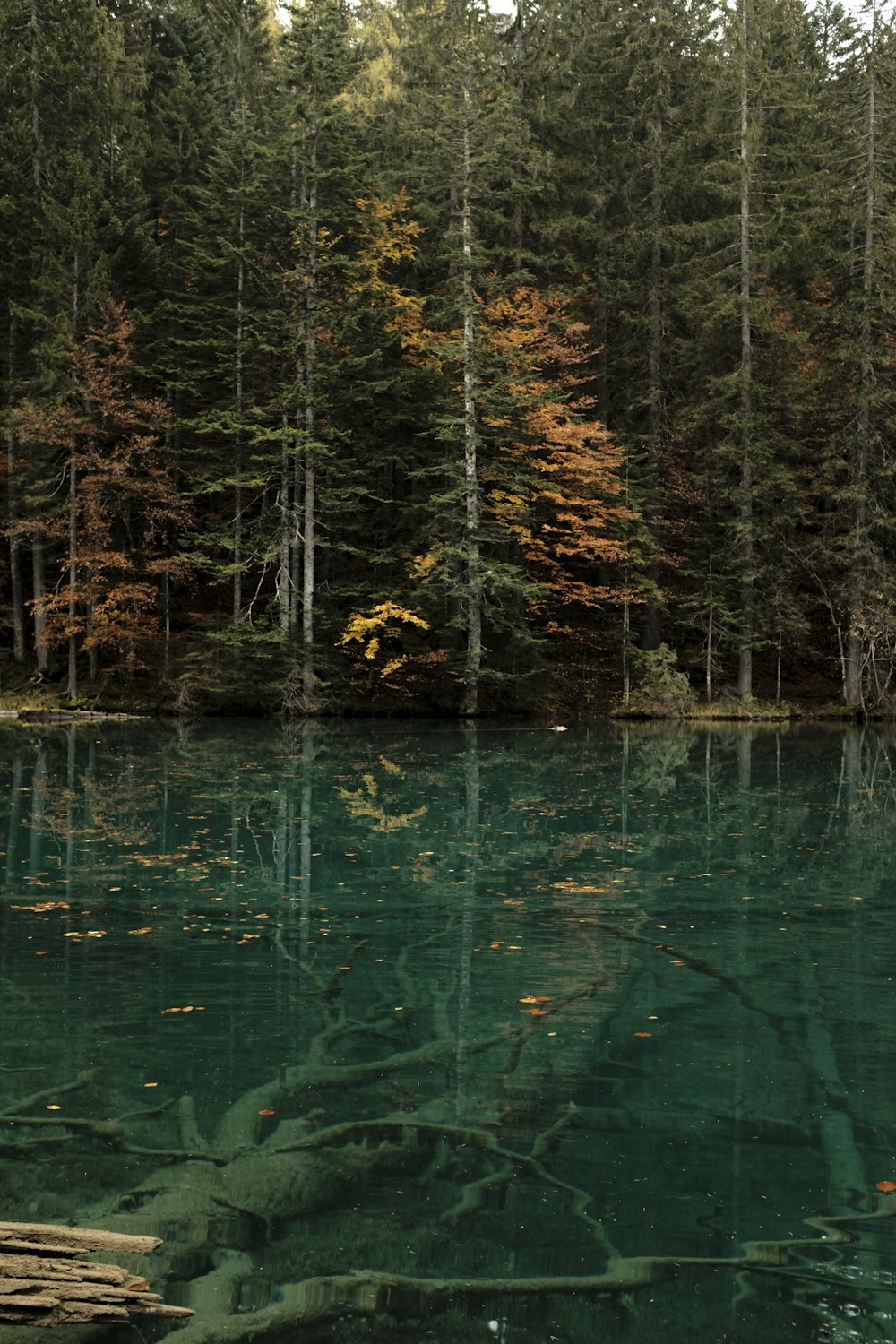 green trees beside body of water during daytime