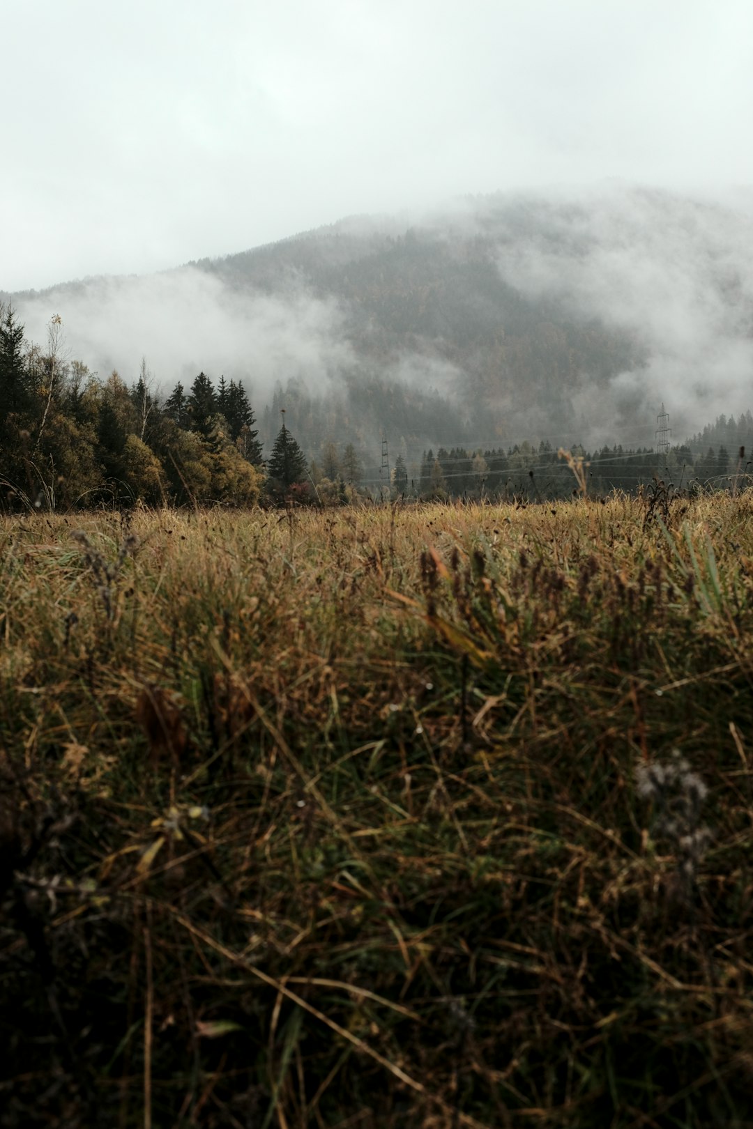 brown grass field near green trees under white clouds during daytime