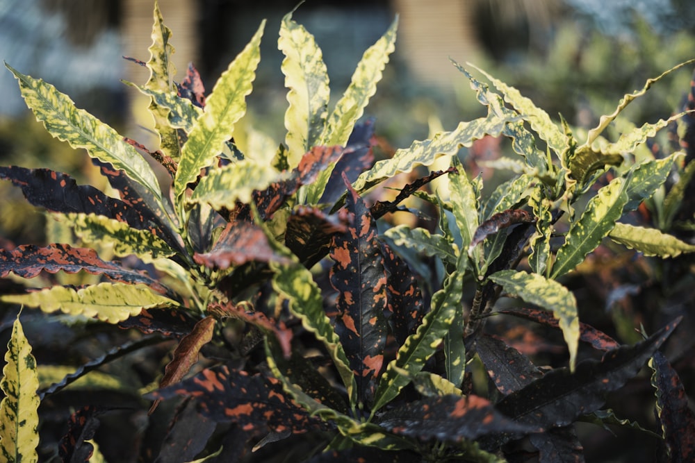 green and red plant in close up photography