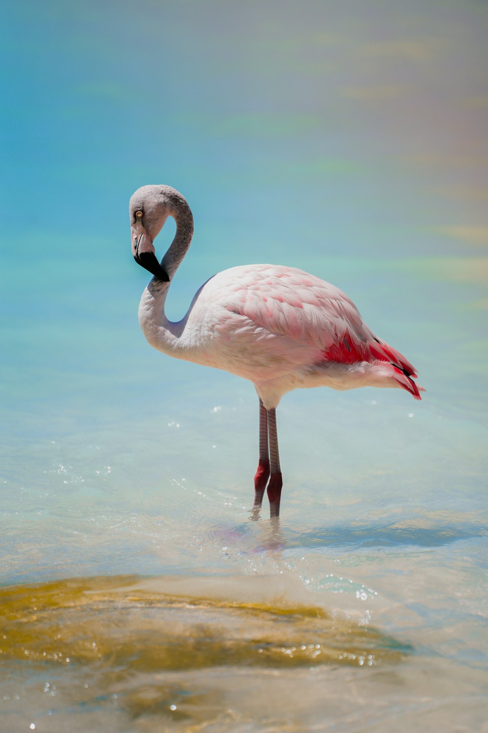 pink flamingo on water during daytime