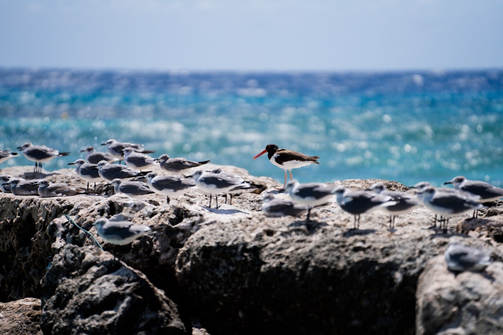 white and black bird on gray rock near body of water during daytime