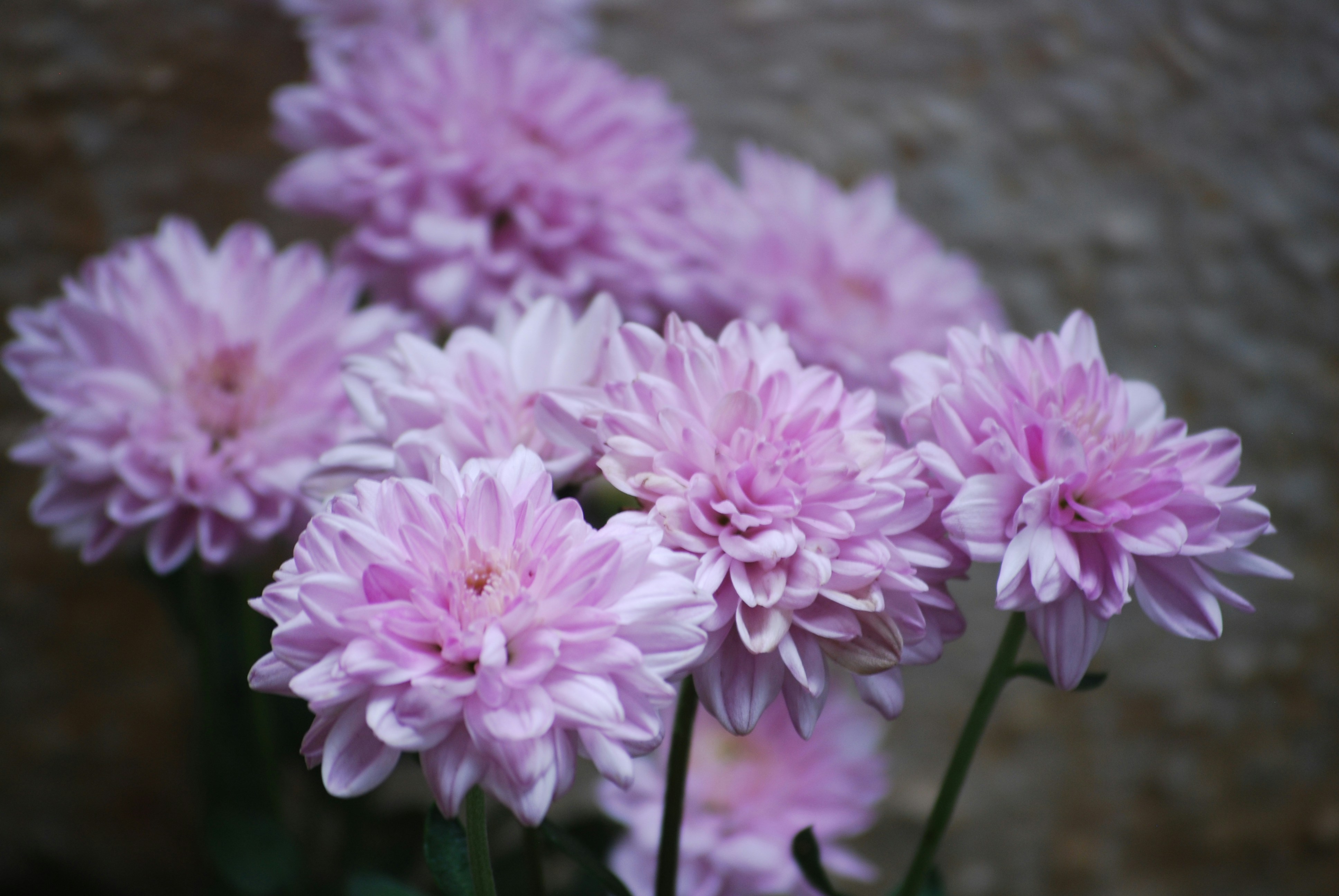 Photo by gnanaprakash