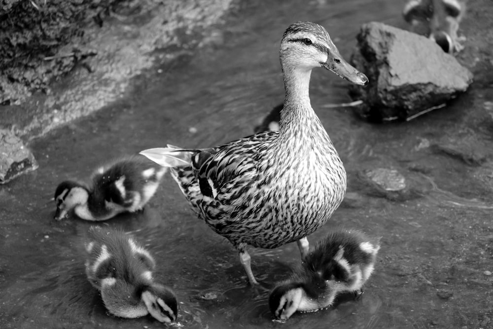 grayscale photo of flock of geese