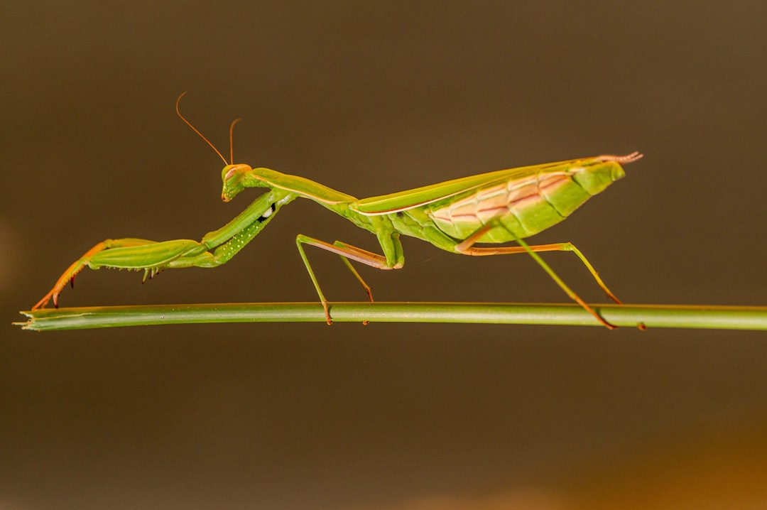 green praying mantis on white surface