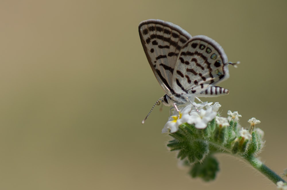 white and black butterfly perched on green leaf in close up photography during daytime