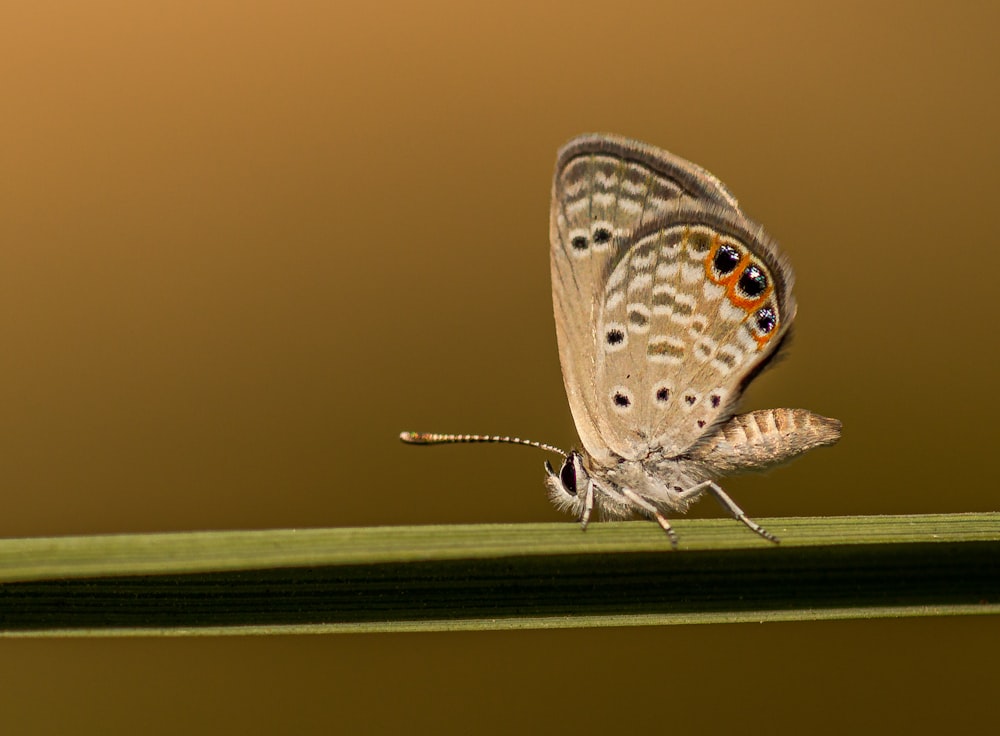 brown and white butterfly on brown surface