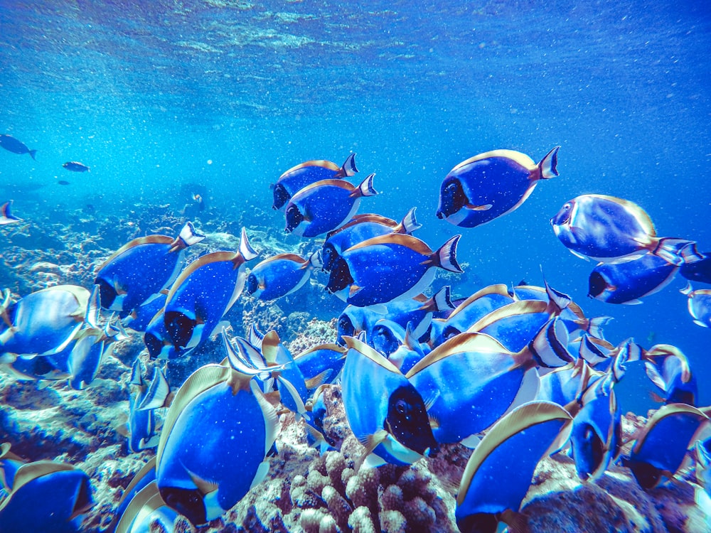 school of fish in water