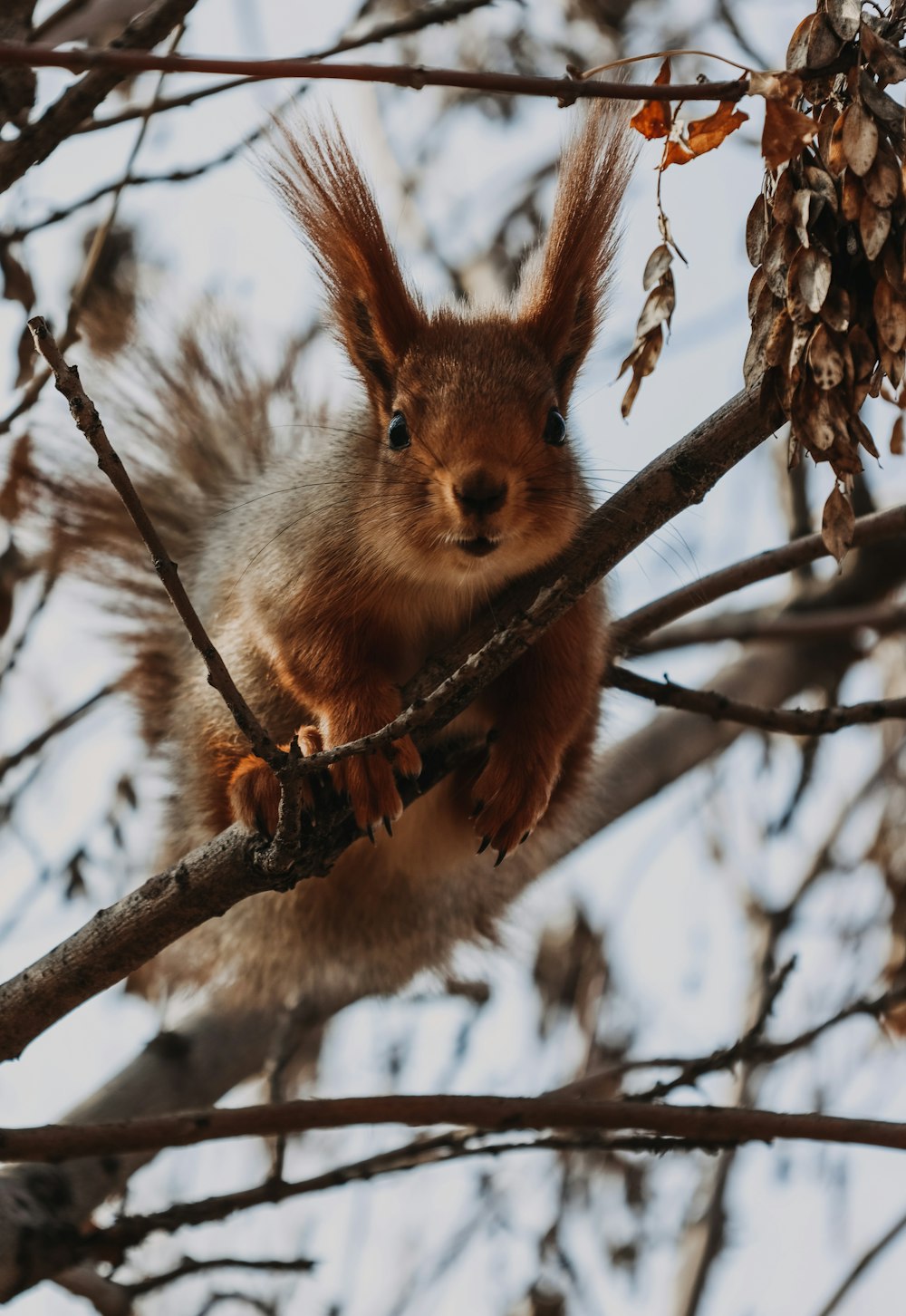 brown squirrel on brown tree branch during daytime