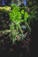 Close-up of diverse plant species in a protected forest area.