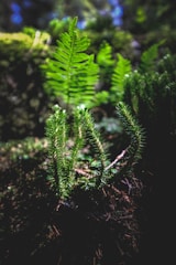 A close-up of diverse plant species in a forest.