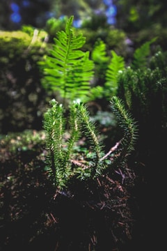 A close-up of diverse plant species in a forest.