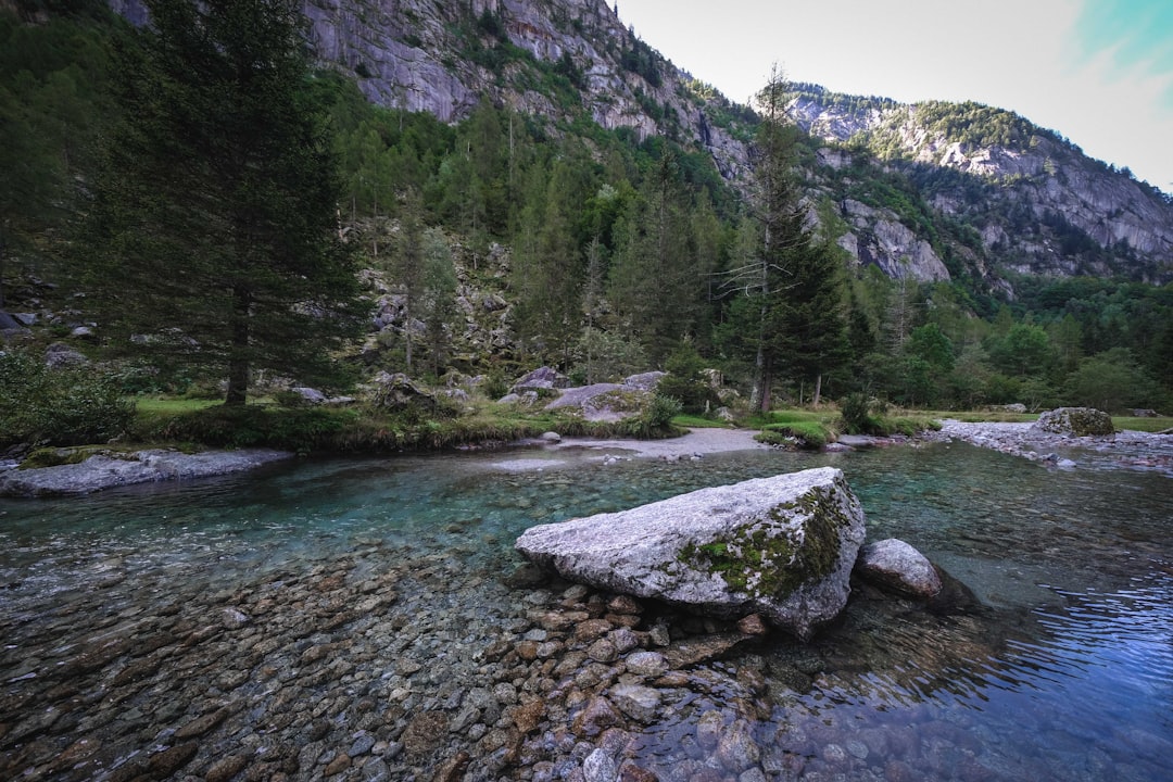 green pine trees near lake during daytime