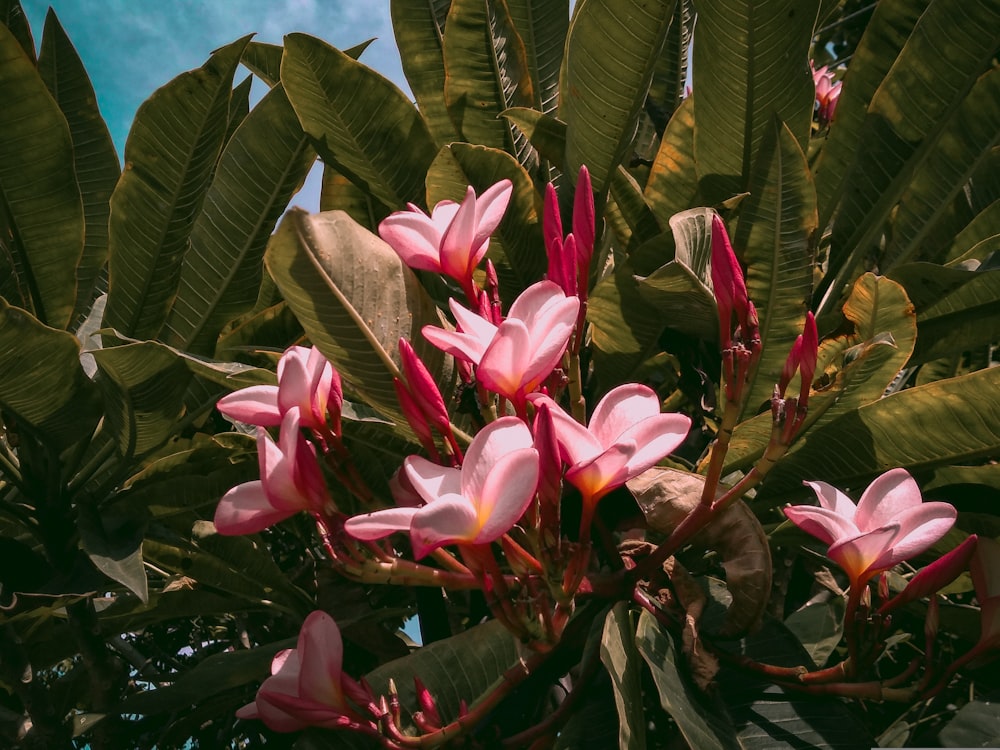 pink flower with green leaves during daytime