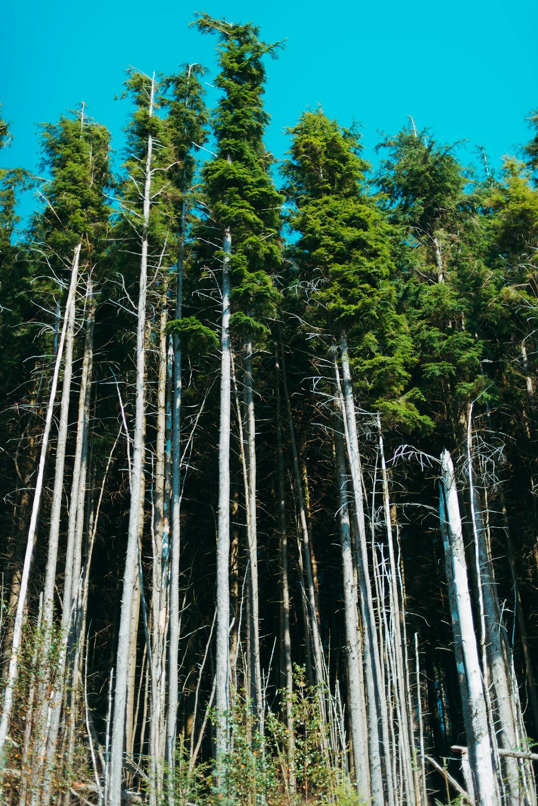 green and brown trees under blue sky during daytime