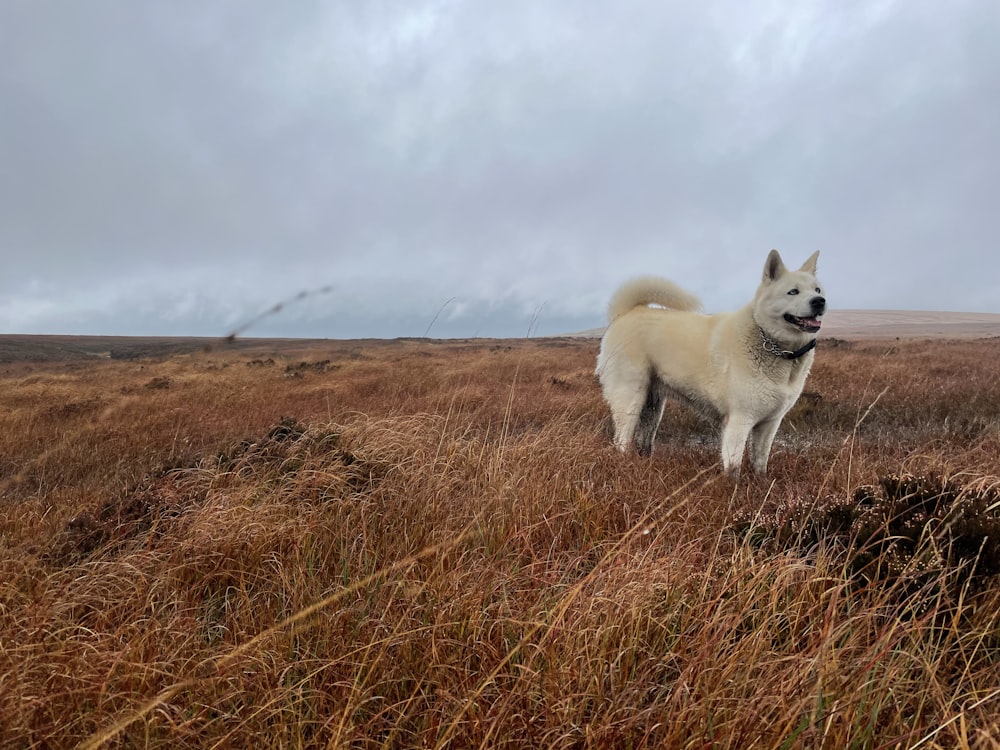 white short coated dog on brown grass field under white clouds during daytime