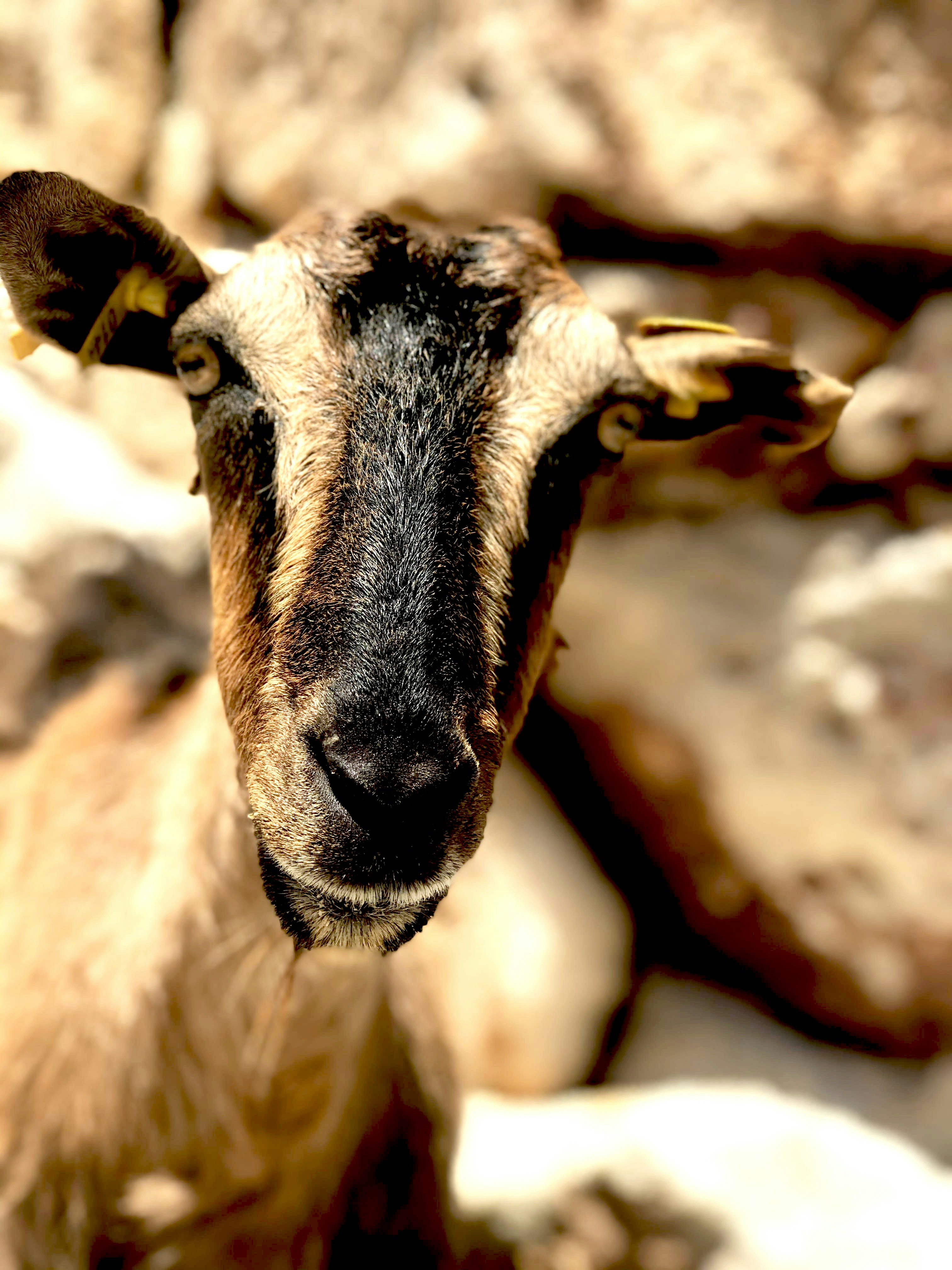 brown and white ram on brown rock during daytime