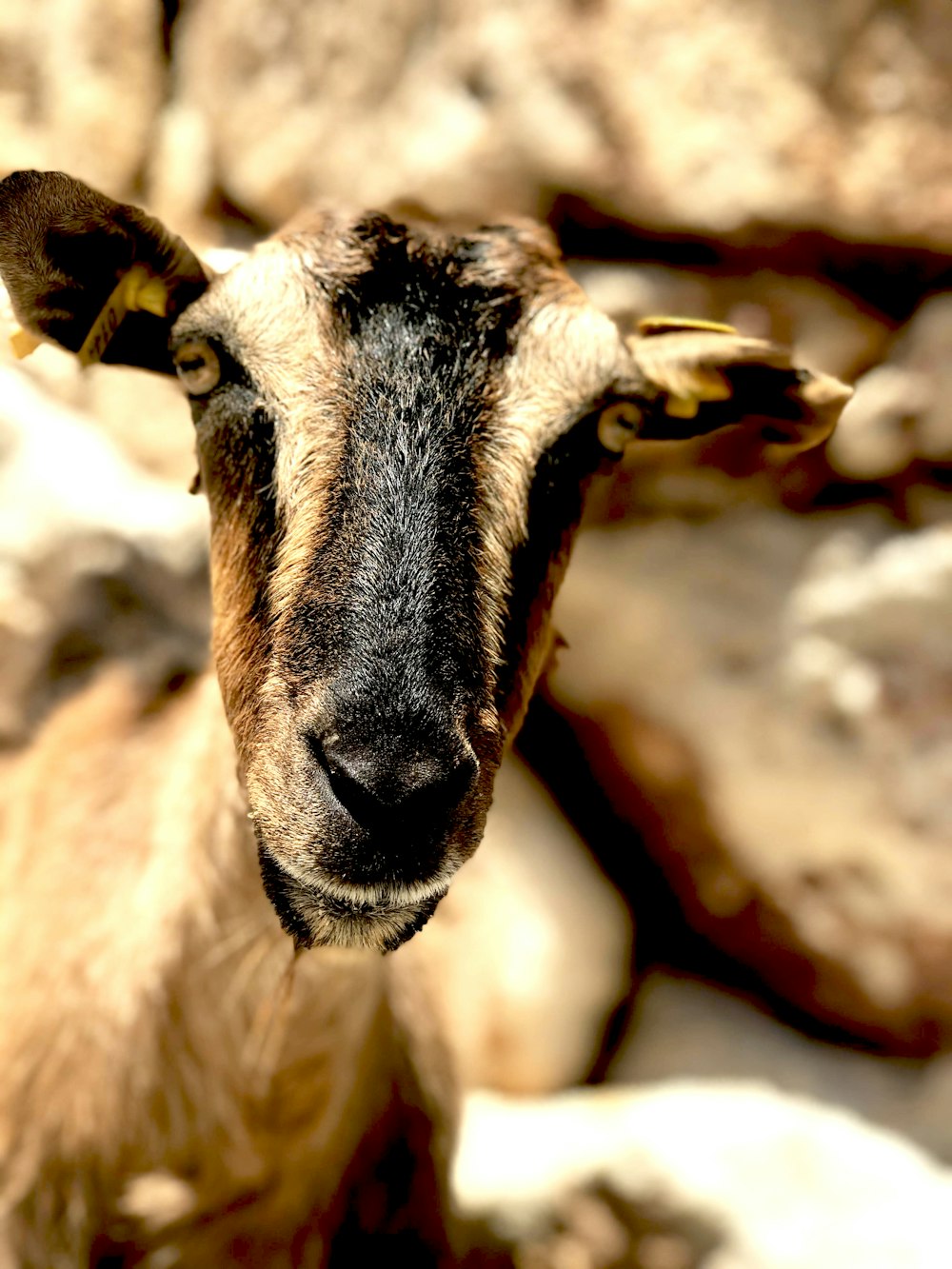 brown and white ram on brown rock during daytime