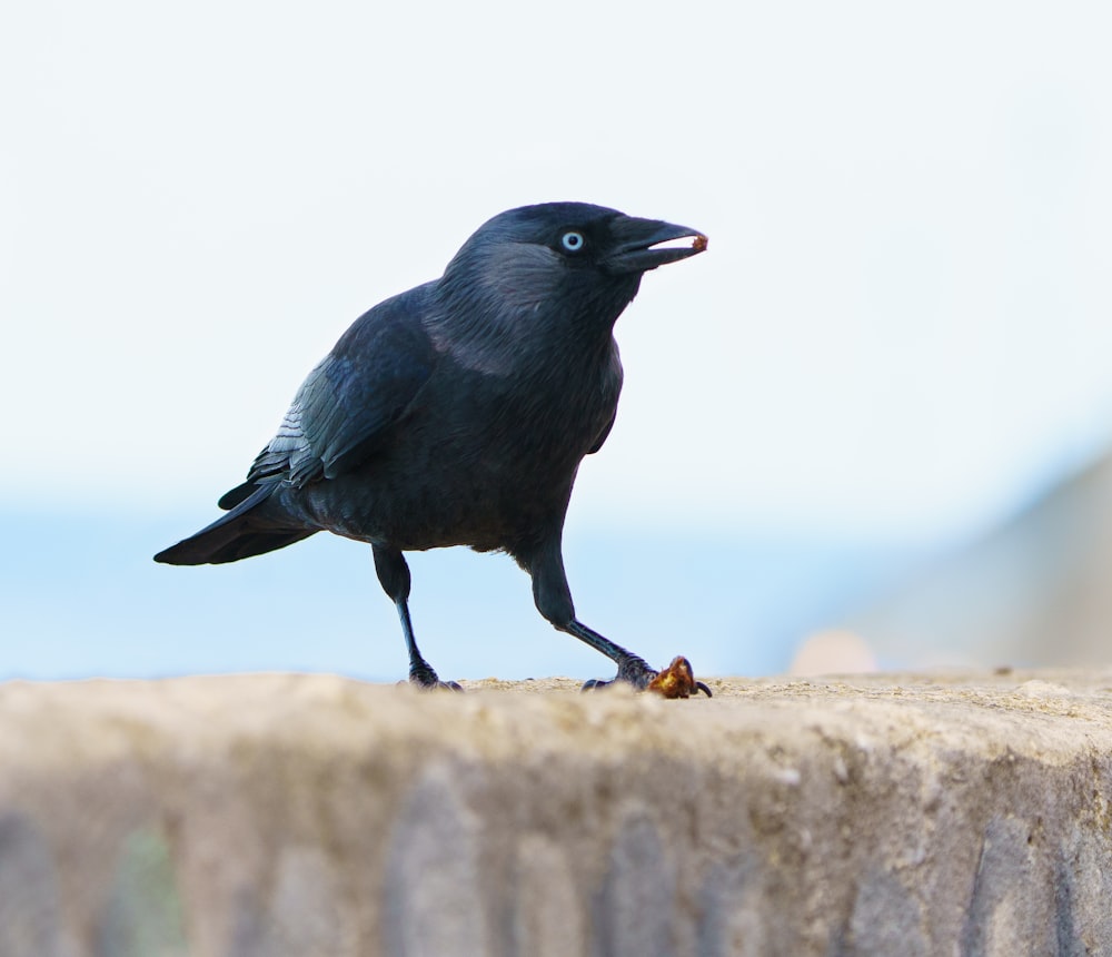 black bird on brown rock during daytime