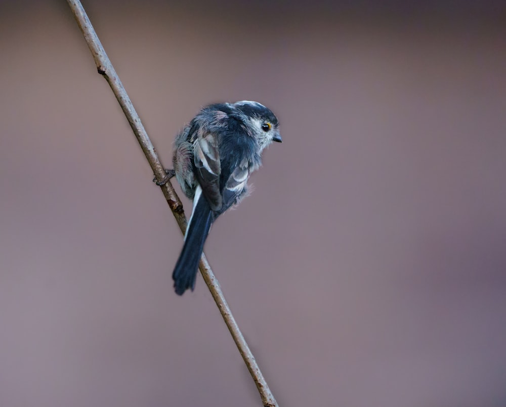 brown bird perched on brown stick