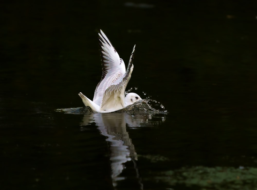 white bird flying over the water