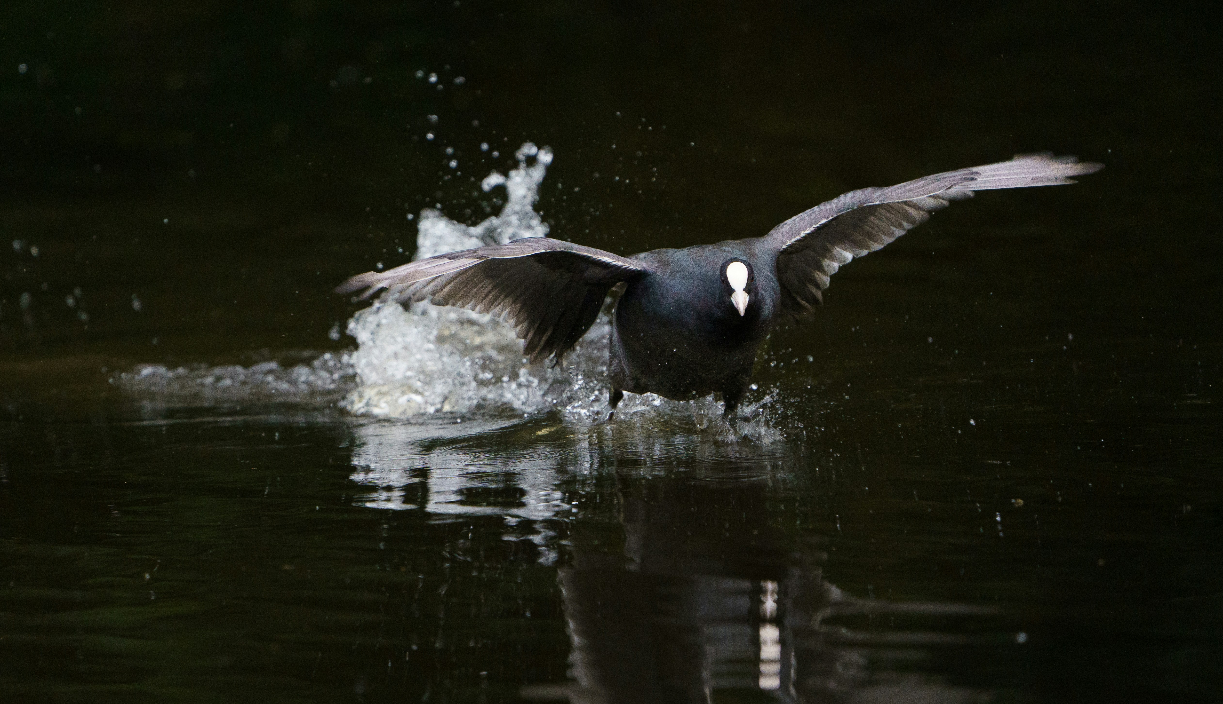 Photo by ameefairbankbrown