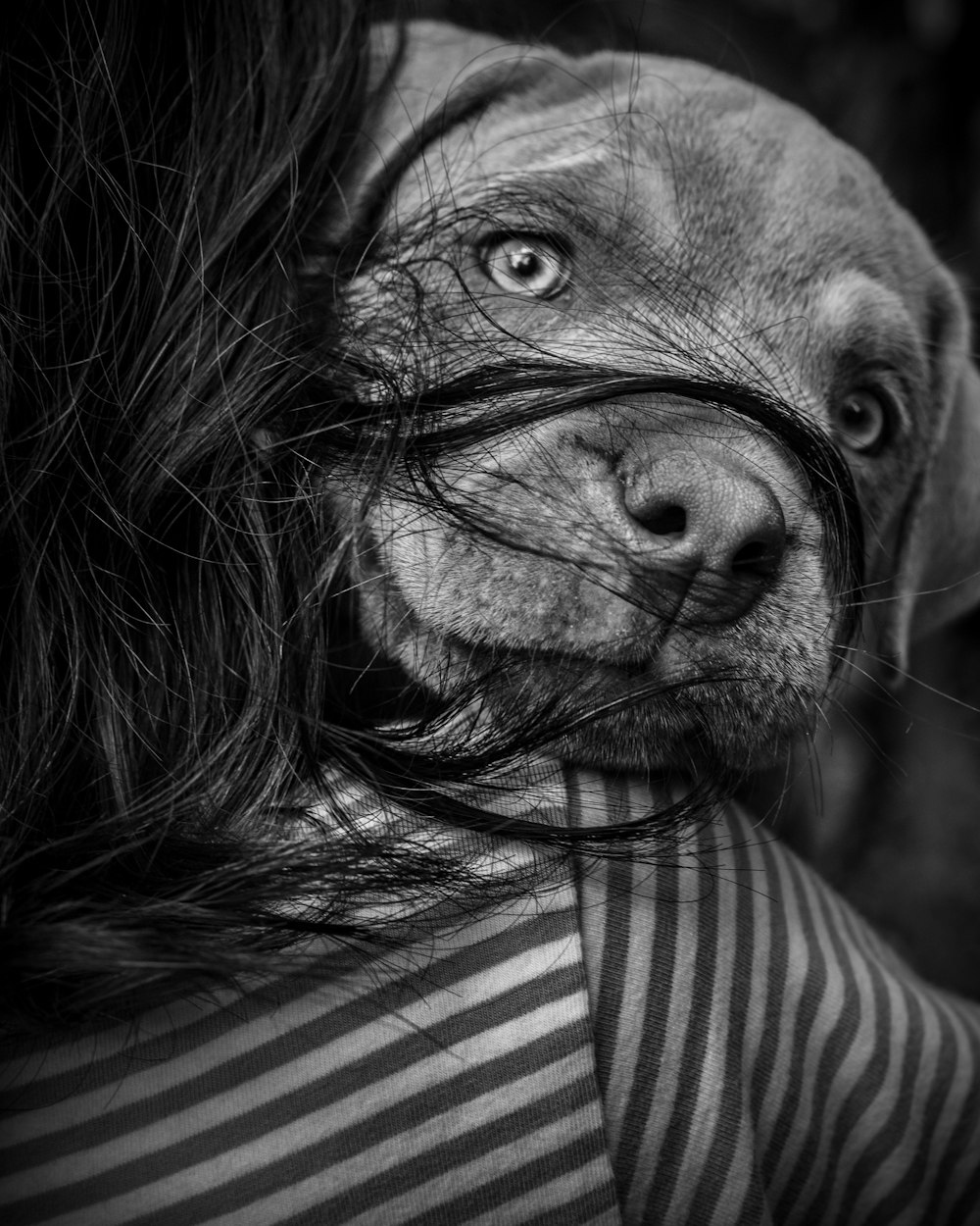 grayscale photo of dog face