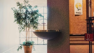 green potted plant on window