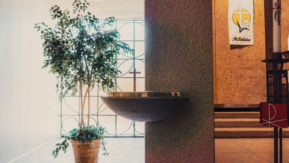 green potted plant on window