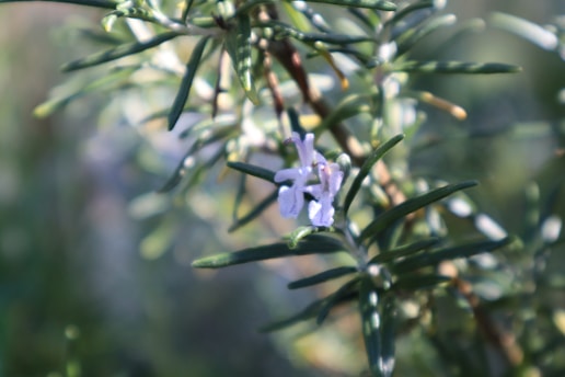 A close-up of a rosemary plant with needle-like green leaves and a small, delicate purple flower. The background is blurred, highlighting the plant's details.