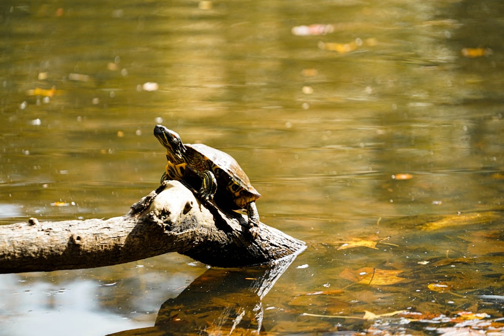 black and white turtle on brown wooden log on water