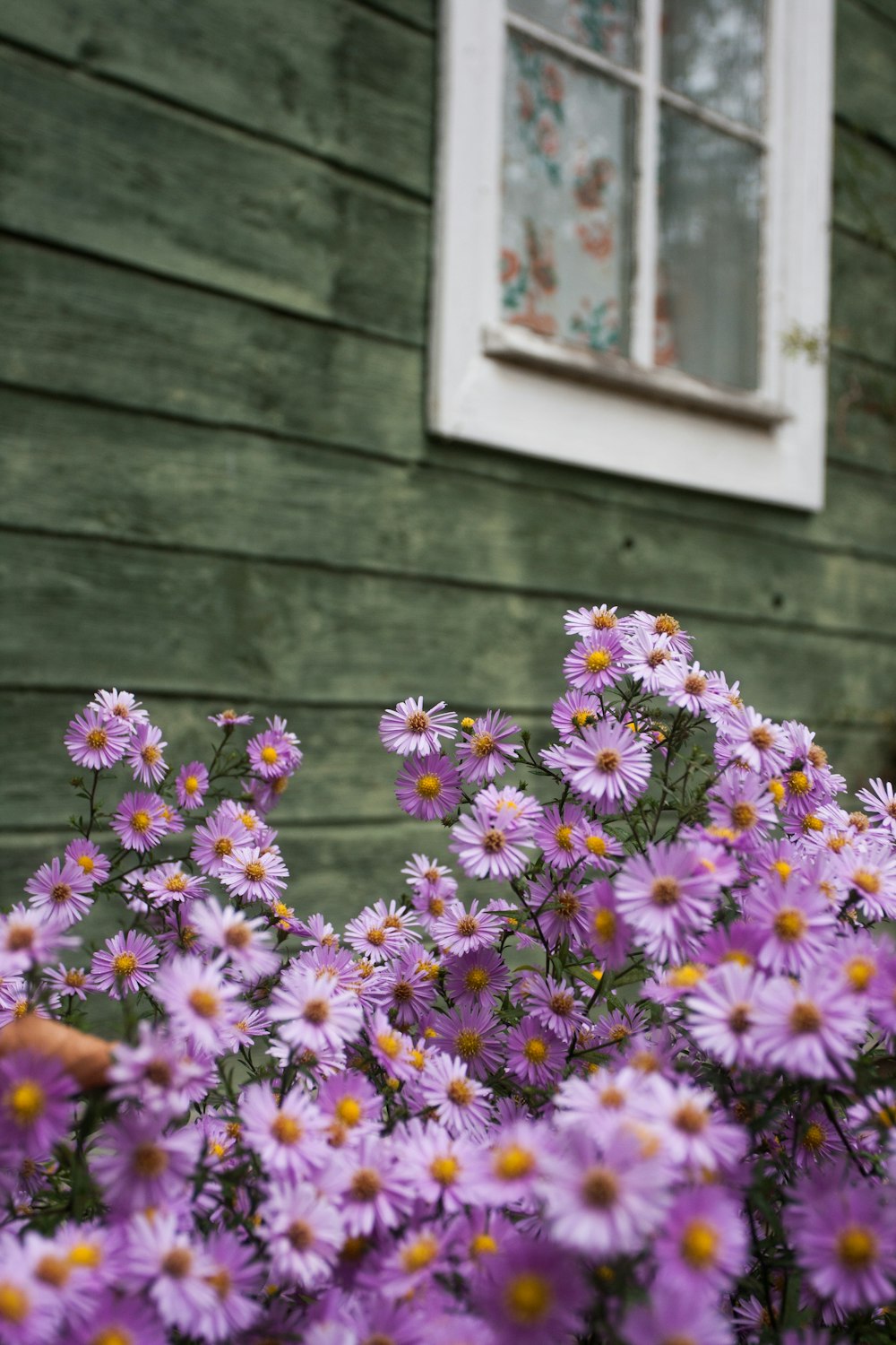 pink and yellow flowers in front of green concrete wall