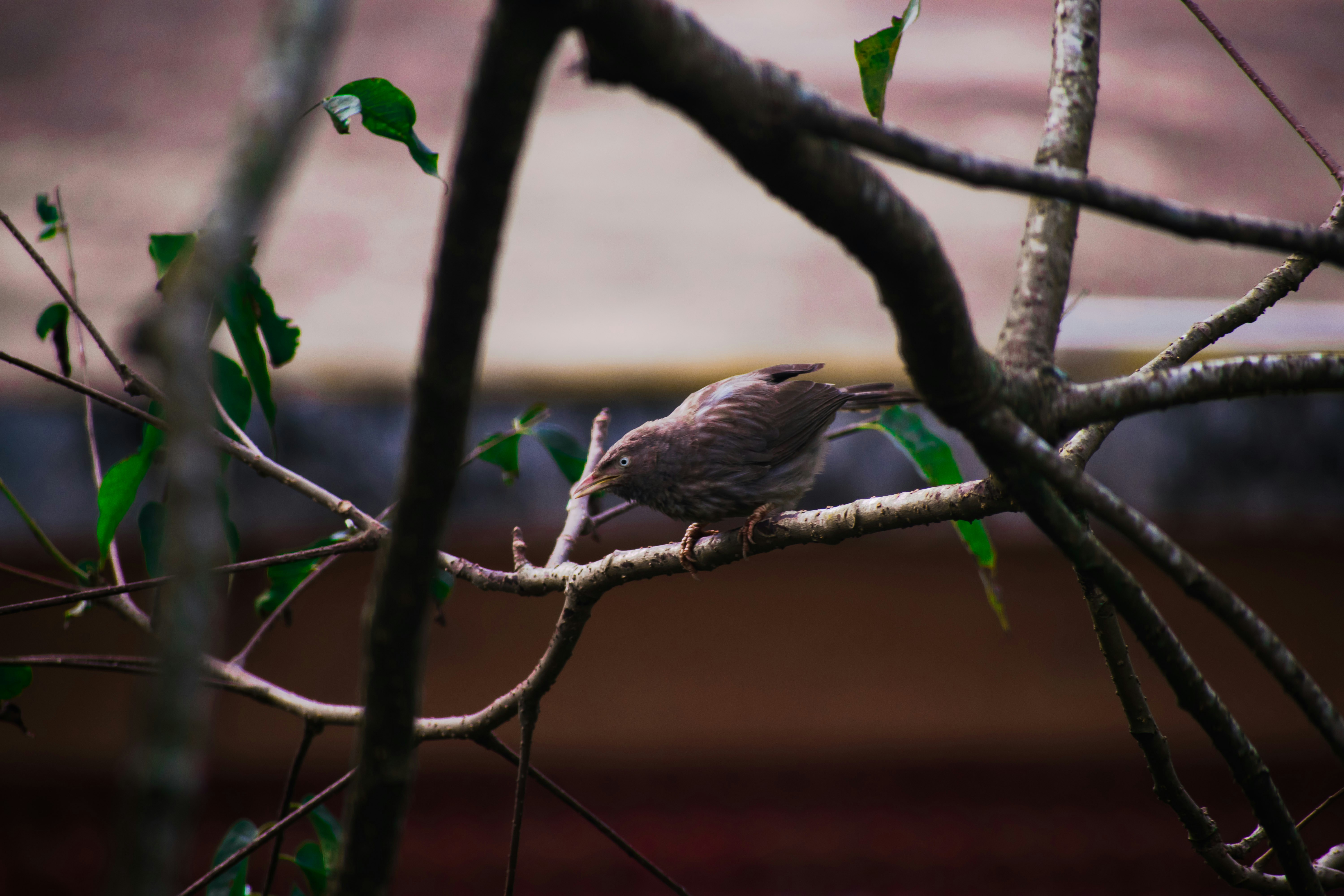 Photo by ravisangar46