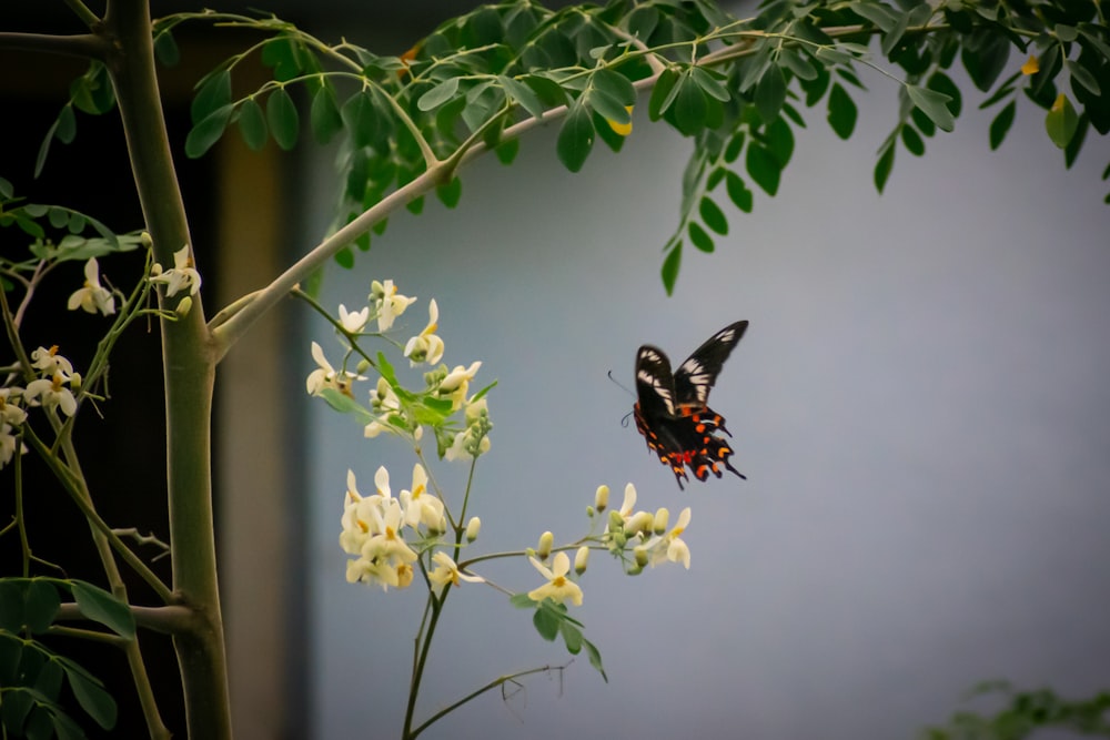 black and red butterfly perched on yellow flower