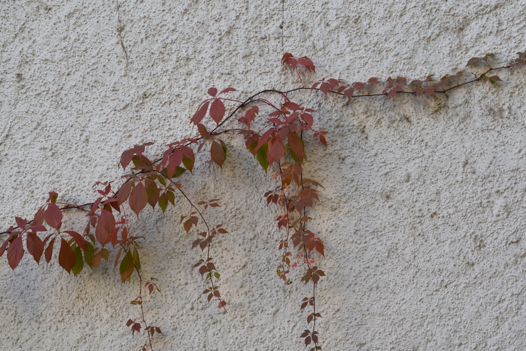 red and green plant on white concrete wall