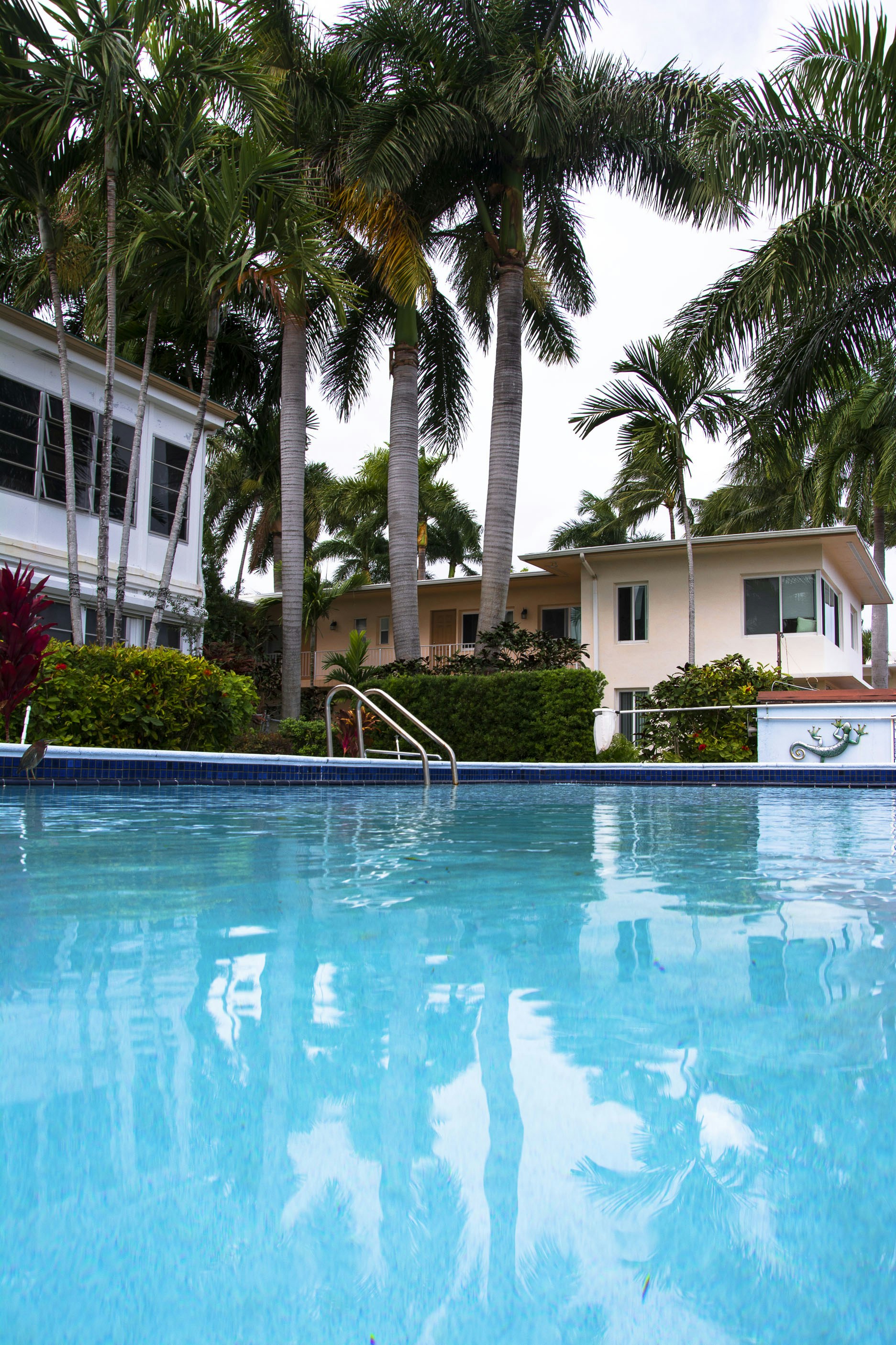 swimming pool near palm trees