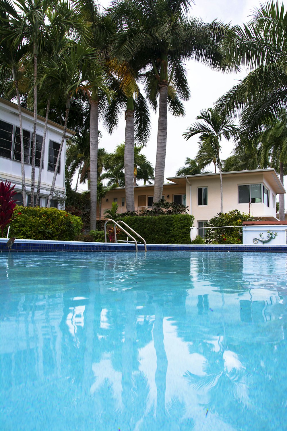 swimming pool near palm trees