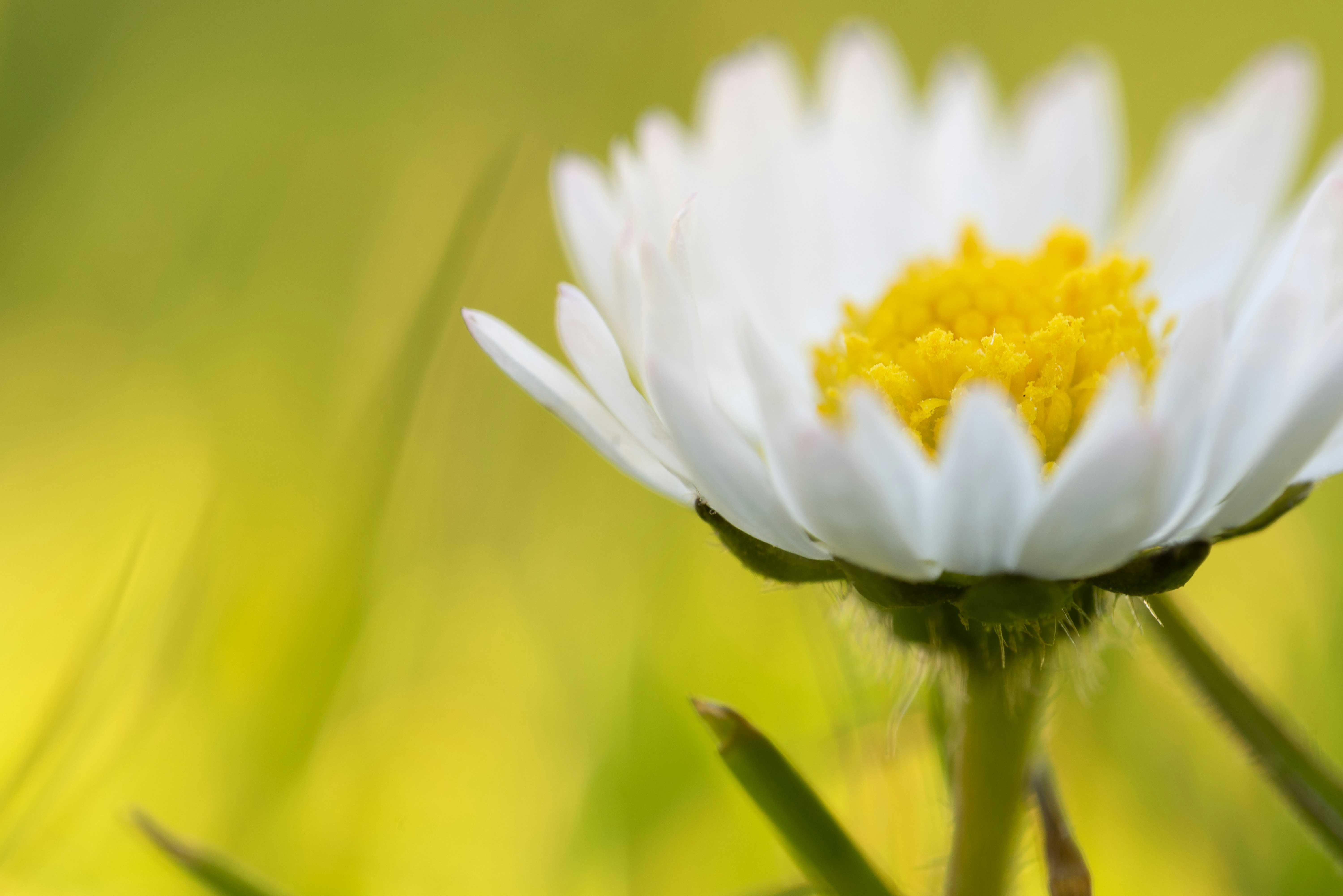 Photo by garyellisphoto