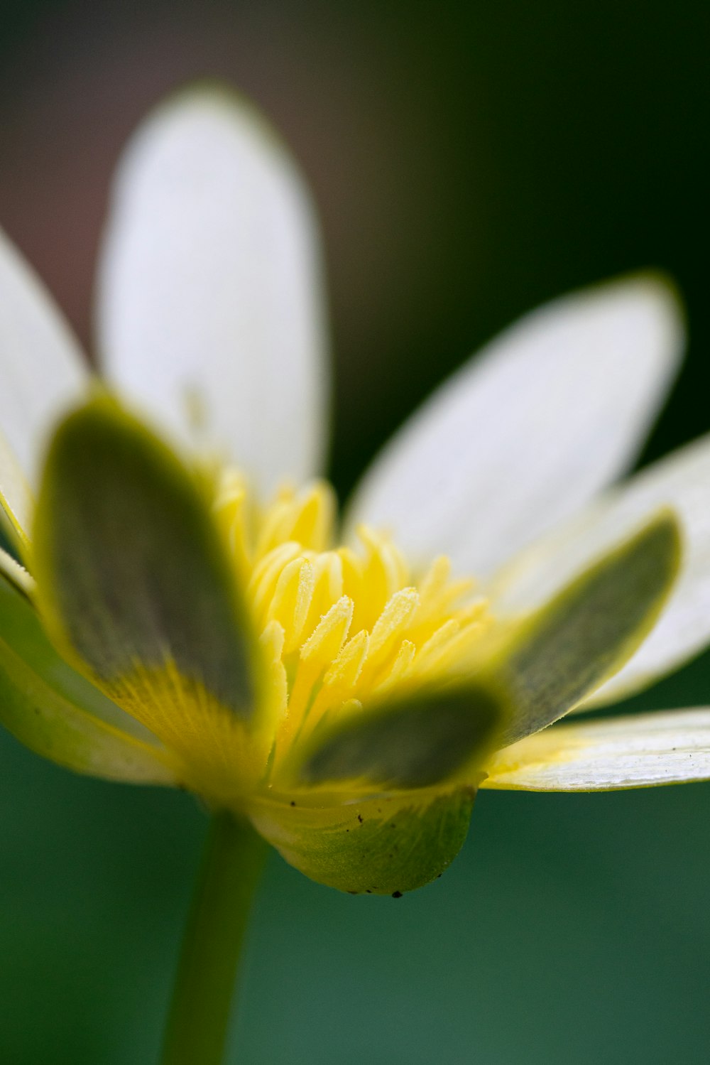 white and yellow flower in macro lens photography