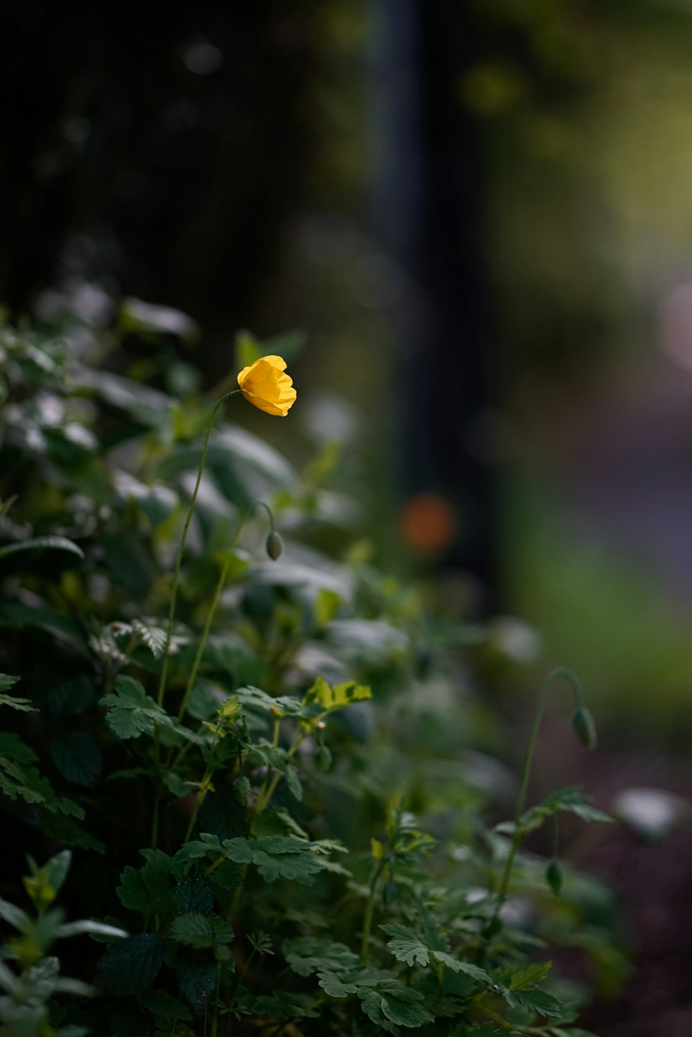 yellow flower in tilt shift lens