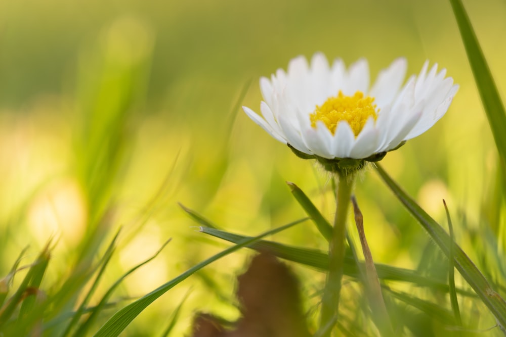 white daisy in bloom during daytime