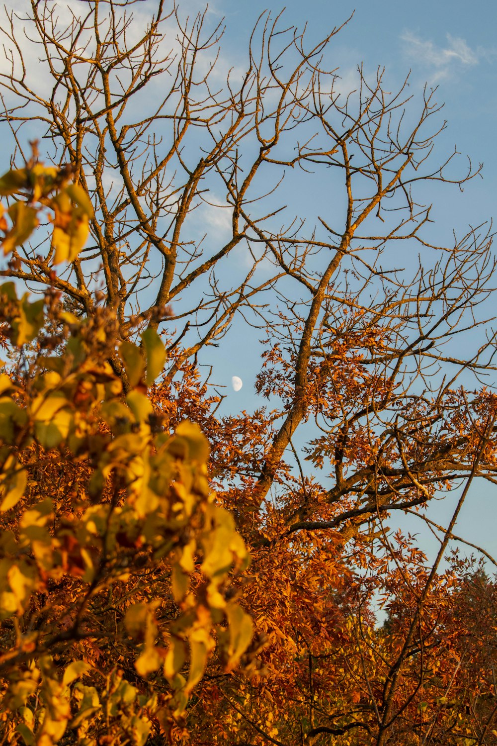 yellow flowers on brown tree branch during daytime