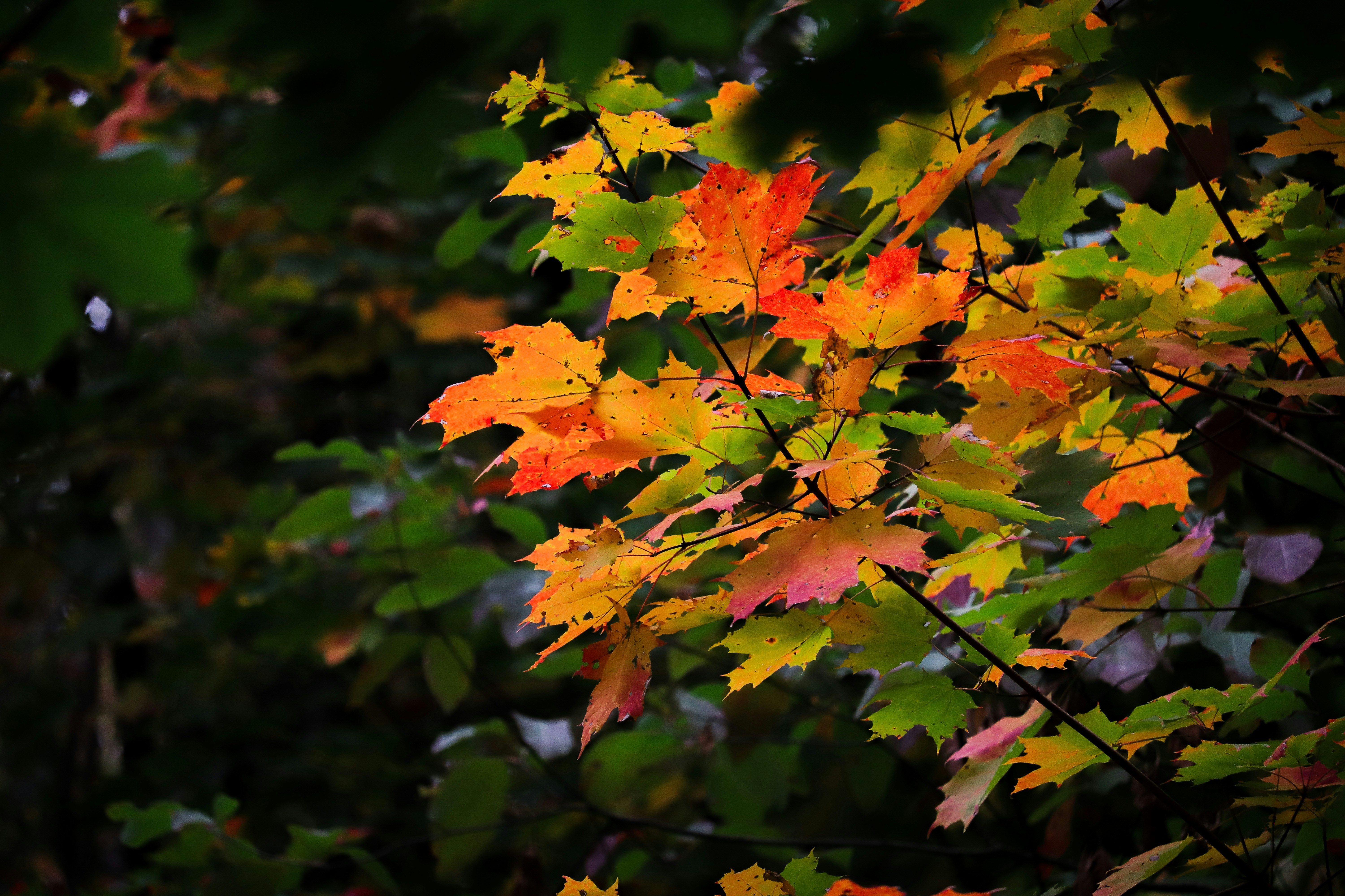 Photo by create4eyes