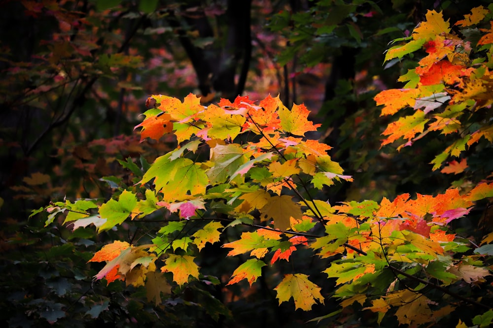 green and orange maple leaves