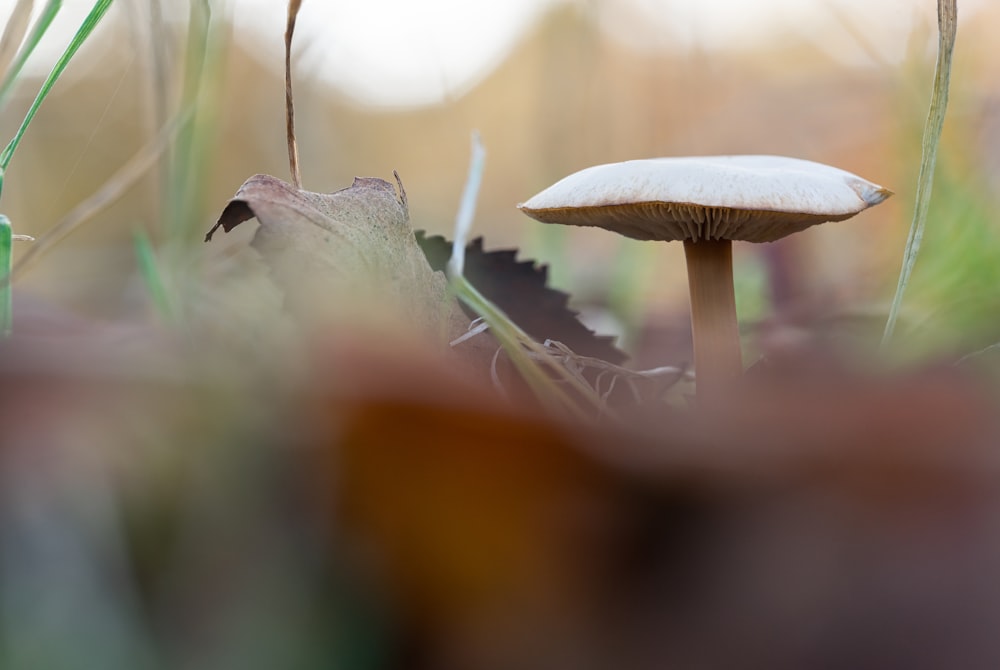 white mushroom in tilt shift lens