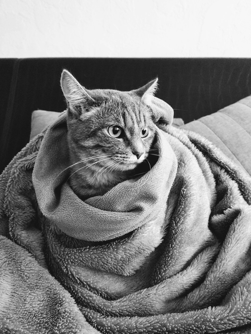 grayscale photo of cat covered with blanket