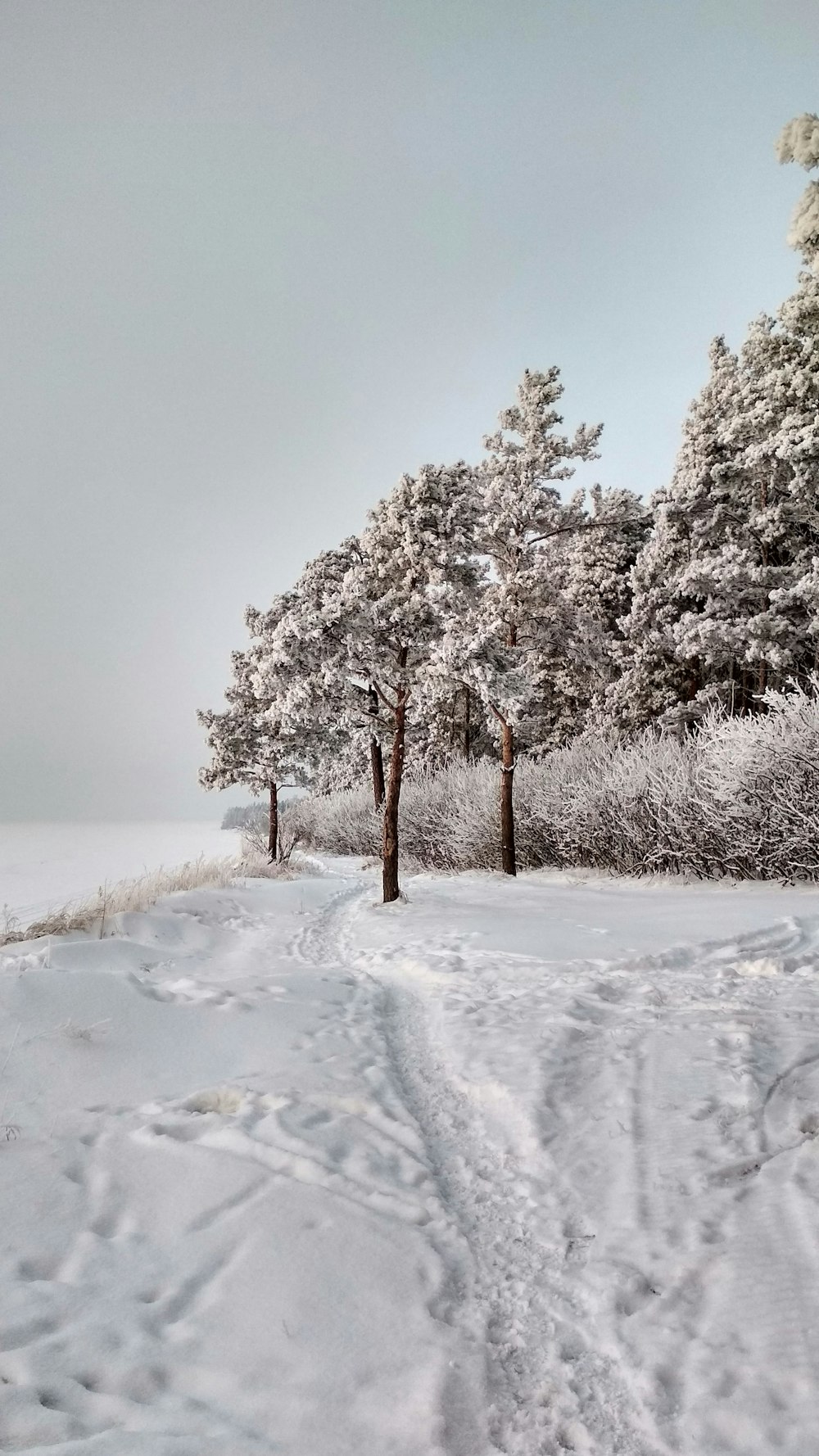 snow covered trees near body of water during daytime