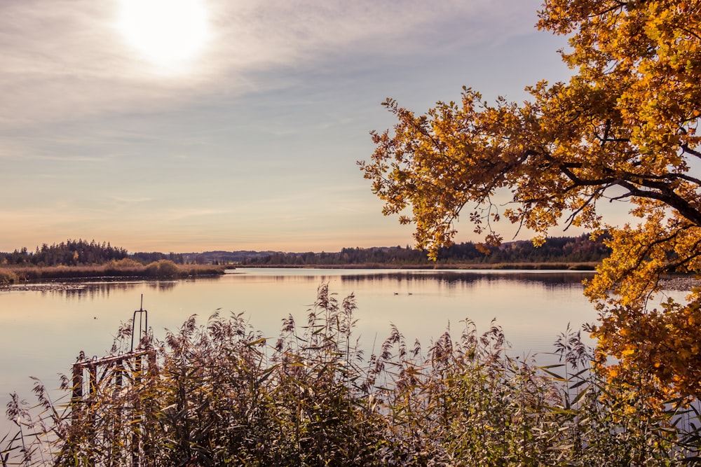 green trees beside lake under cloudy sky during daytime