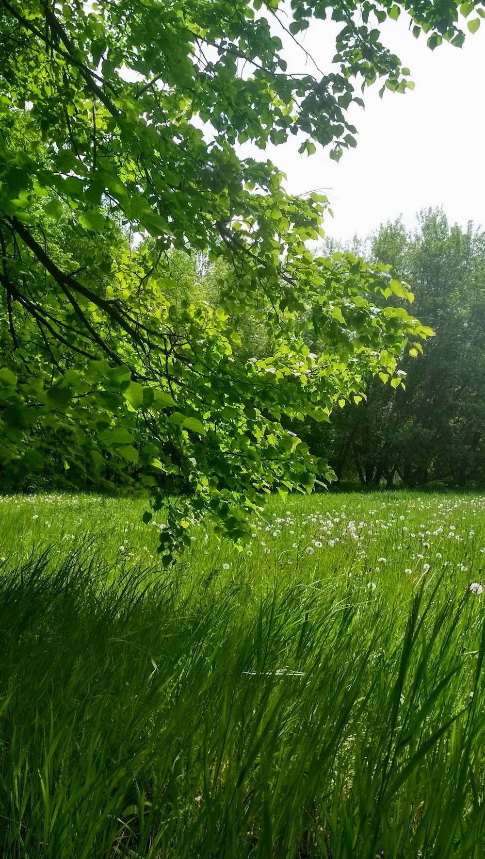 green grass field with green trees